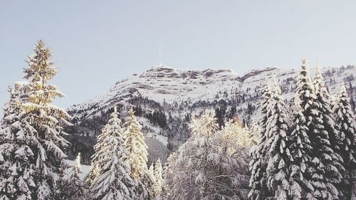 Low angle view of trees