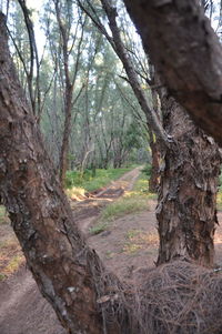 Trees in forest