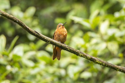 Low angle view of bird perching on branch