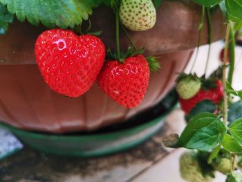 Close-up of strawberries