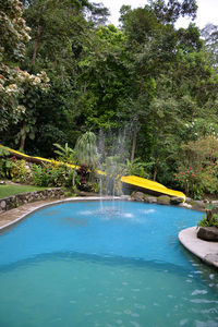 Swimming pool by trees
