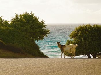 Dog on the beach