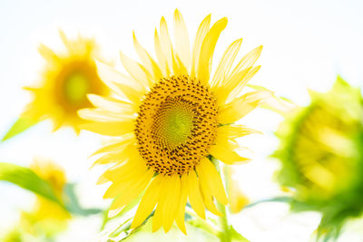 Close-up of sunflower on plant