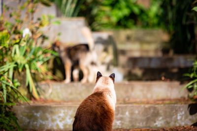 Cute siamese cat, sleepy outdoors with green vegetation, feline animals.