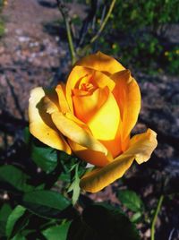 Close-up of yellow flower blooming outdoors