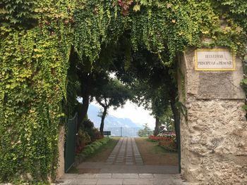 Road amidst trees