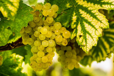 Close-up of grapes growing in vineyard