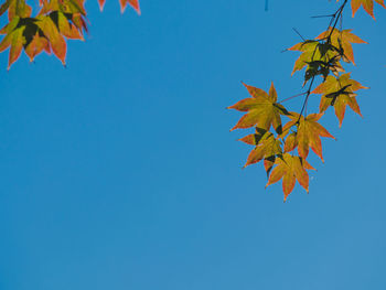 Close-up of maple leaves against clear blue sky