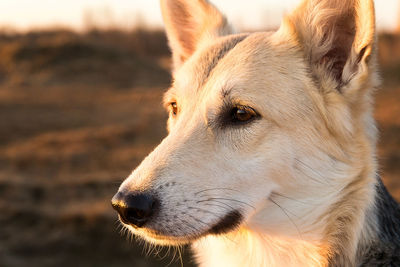 Close-up of dog looking away