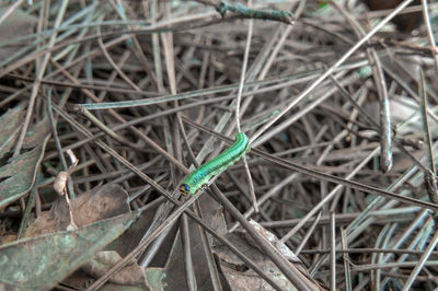 High angle view of insect on field