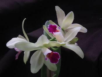 Close-up of flowers indoors