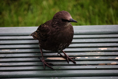 Close-up of bird perching on railing