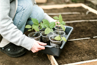 Midsection of man holding potted plant