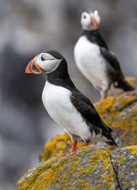 Close-up of birds perching on rock