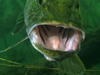 Close-up of pike looking in maw swimming in lake