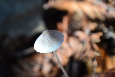 Close-up of mushroom growing outdoors