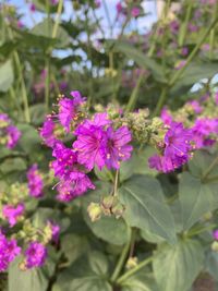 Close-up of pink flowering plant