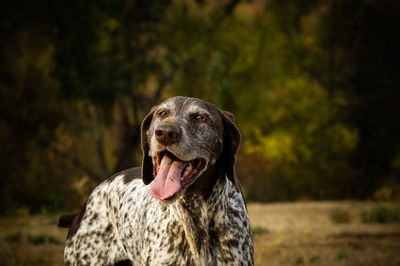 German short-haired pointer looking away