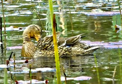 Ducks swimming in lake