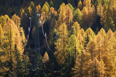 Aerial view of pine trees in forest during autumn