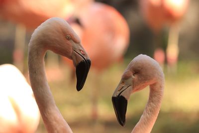 Close-up of birds