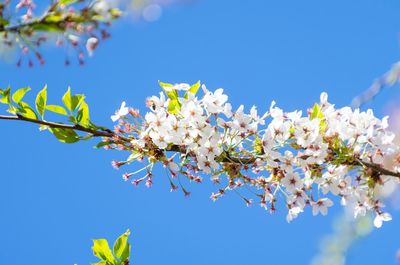 Low angle view of cherry blossom against blue sky