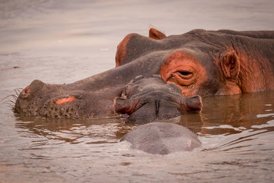 Close-up of baby hippopotamus resting on mother