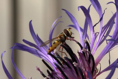 Close-up of bee pollinating on purple flower