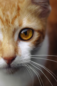 Close-up portrait of a cat