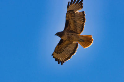 Low angle view of eagle flying against clear blue sky