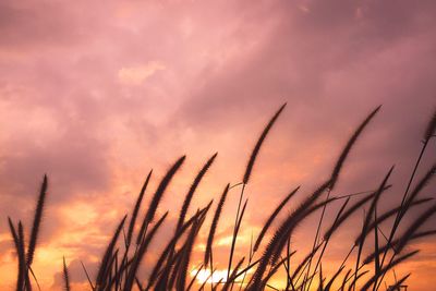 Close-up of fresh plants against sunset sky