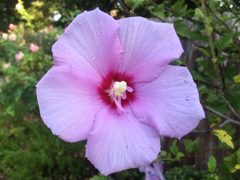 Close-up of pink flower