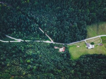 High angle view of fresh green plants on field in forest