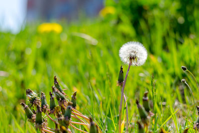 Close-up of dandelion on field