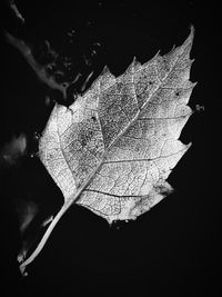Close-up of dry maple leaf