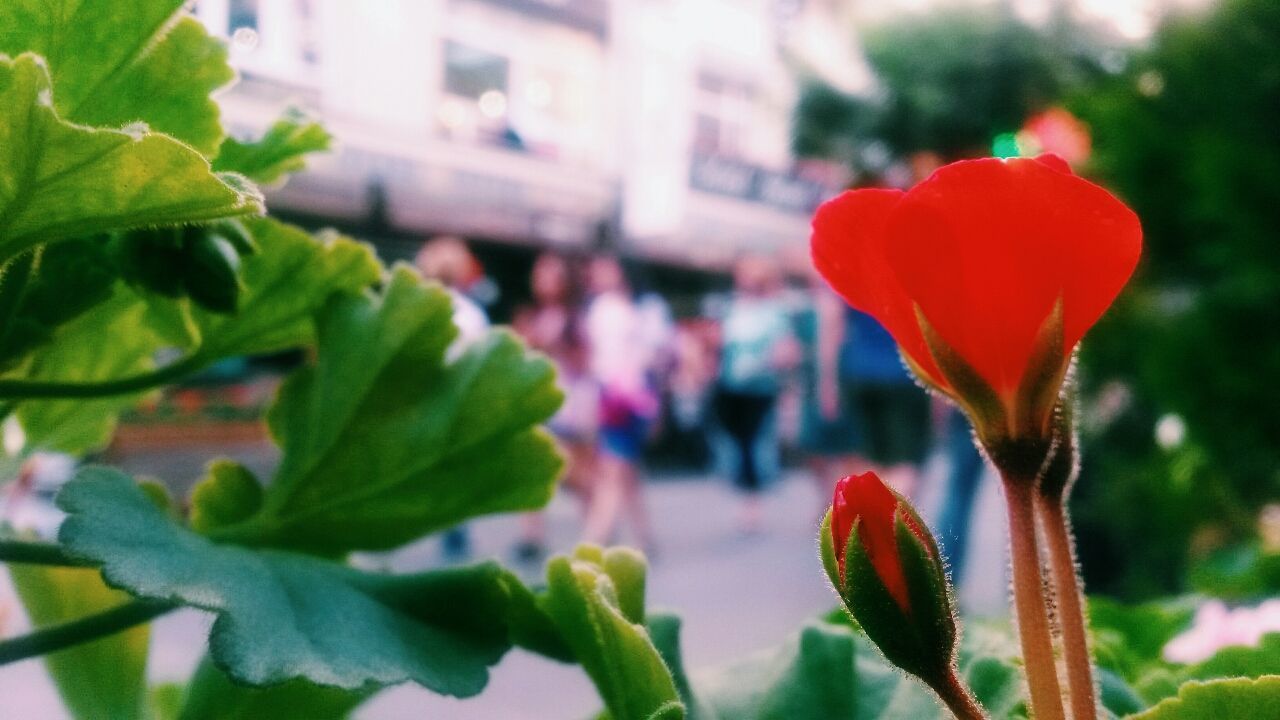 flower, freshness, petal, fragility, flower head, growth, focus on foreground, close-up, plant, blooming, beauty in nature, leaf, nature, in bloom, stem, tulip, red, bud, blossom, day