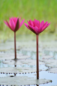 Close-up of pink water lily in lake