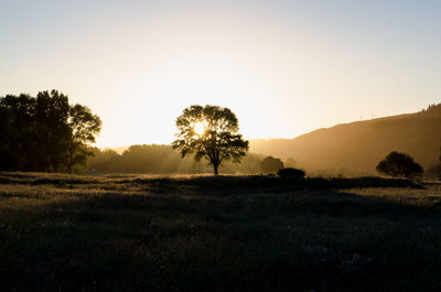 Trees on field against sky during sunset