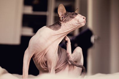 Sphynx hairless cat scratching on bed in home