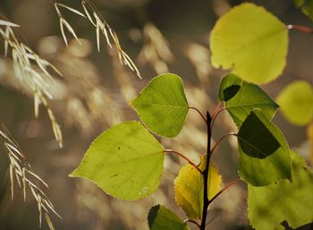 Close-up of fresh green leaves