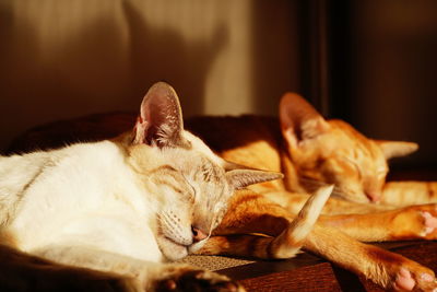 Close-up of cat sleeping at home