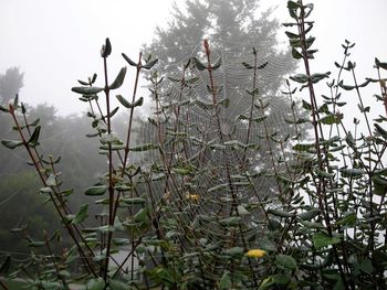 Close-up of plants against blurred background