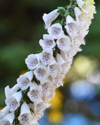 Close-up of purple flowers