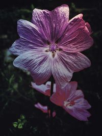 Close-up of purple flowers blooming outdoors