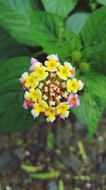 Close-up of yellow flowers