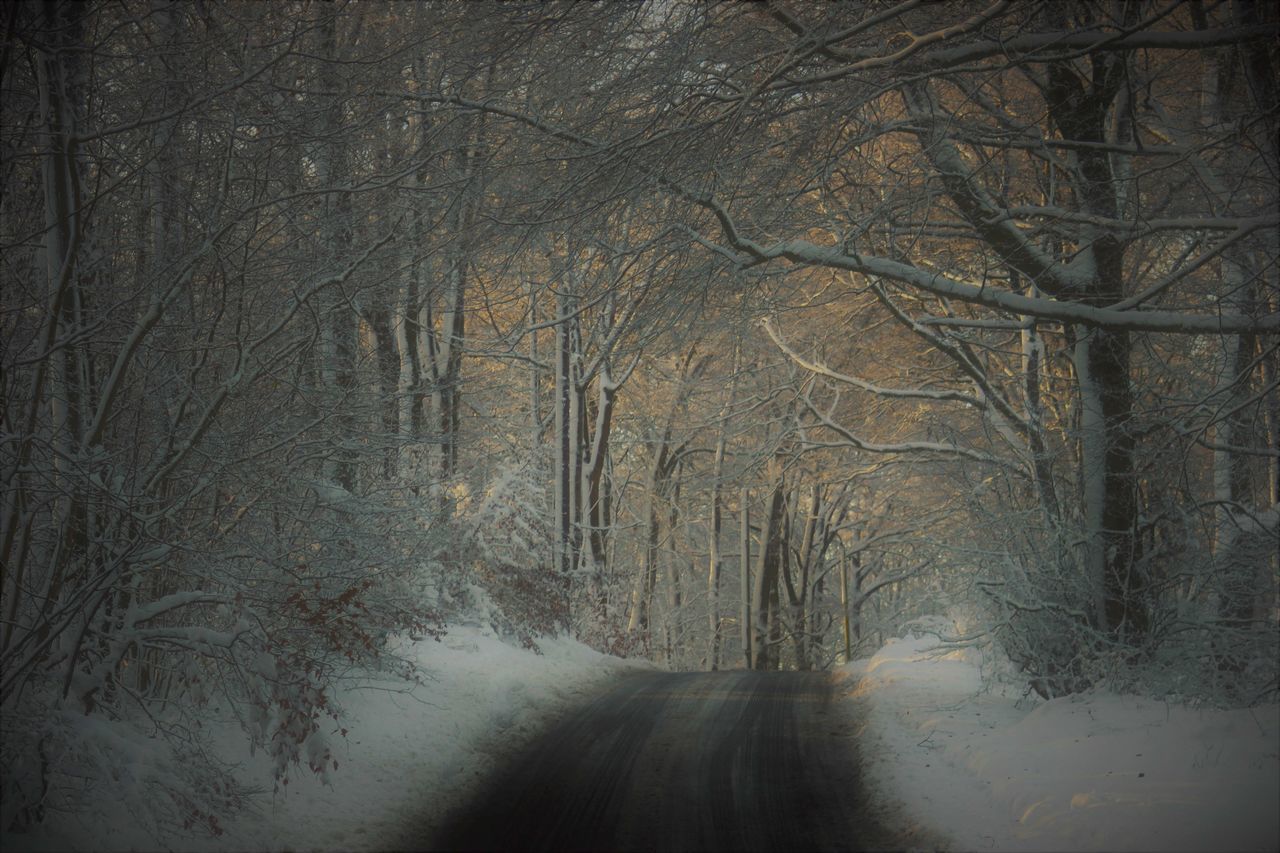 Frozen, nature, frozen nature, forest,