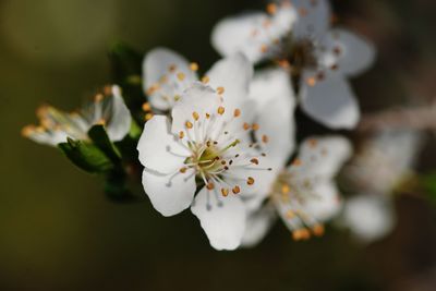 Close-up of white cherry blossoms