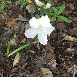 Close-up of white flower