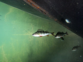 Fish swimming in sea