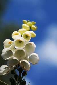 Close-up of white flowering plant against blue sky